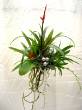 Bouquet realizzato con piante 